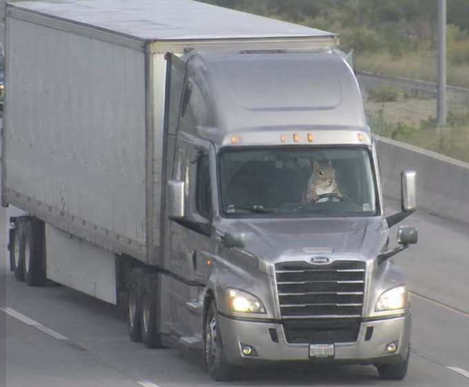 A squirrel sitting in the driver's seat of a silver semi truck, paws on the steering wheel, cruising down the highway